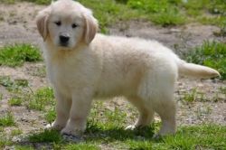 Fluffy Golden Retriever Puppies For Sale