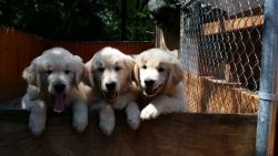 Purebred Golden,,,, Retriever puppies ,,,,12 weeks old