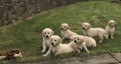 Attractive Golden Retriever Puppies