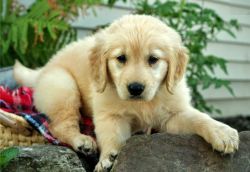 QAQAQ Home Trained Golden Retriever Puppies