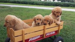 Amazing Golden Retriever puppies