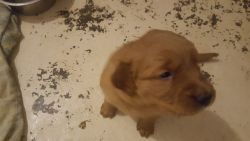 Full bred Red Golden Retriever Puppies for Sale