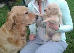 Golden Retriever Pups For Xmas Adoption .