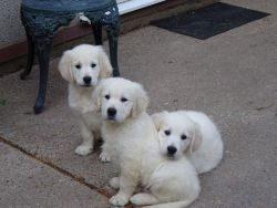 Male and females golden retrievers puppies ready for good home.