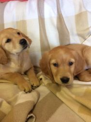 A beautiful golden retriever puppies looking for a new home