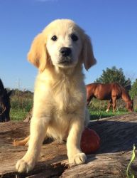 Charming Golden Retriever puppies For Sale