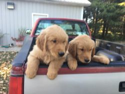 Golden Retriever Pups Ready for Your Love
