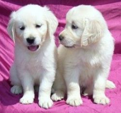 Male and Female Golden Retriever Puppies Available