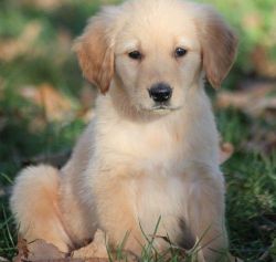 Male and female Golden Retriever puppies