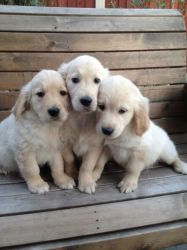 Show Type Golden Retriever Puppies