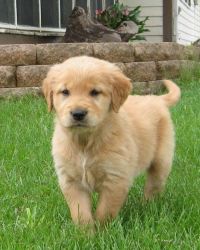 Male and female Golden Retriever Puppies For Sale