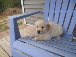 I have the most adorable Golden Retriever Puppies
