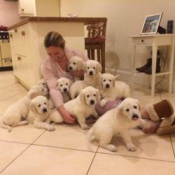 Stunning Golden Retriever Puppies for sale