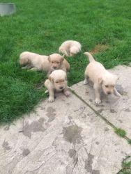 Golden Retriever Pups For Sale