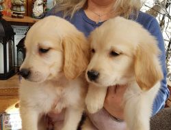 Golden Retriever Puppies Ready