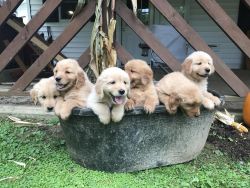 Beautiful Golden Retriever puppies