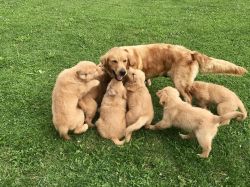 Adorable AKC Golden Retriever puppies