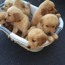 Cute Goldenn Retriever Puppies Available