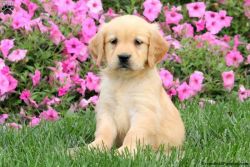 Kc Golden Retrieverkc Labrador - Goldador Puppies