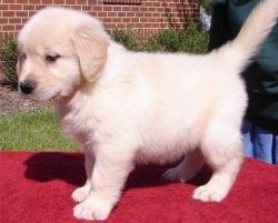 Pure Breed Golden Retriever Puppies for sale