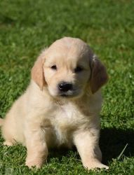 Golden Retriever Puppies For Sale Kc Registered