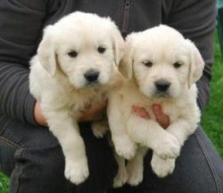lovely male and female golden retriever puppies for adoption