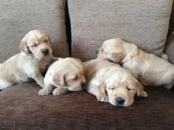 Handsome Litter Of Male Retrievers