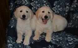 AKC Golden Retriever Christmas Puppies For Adoption