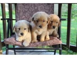 Two Adorable Retrievers puppies for sale