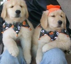 Adorable male and a female Golden Retriever puppies