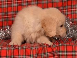 Well mannered Golden Retriever Puppies For Sale.