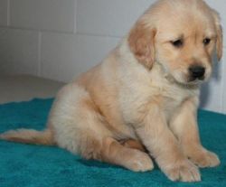 Gorgeous golden puppies for sale