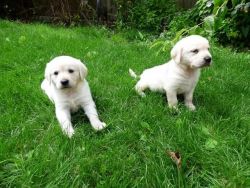 100% full blooded Golden Retriever puppies for sale