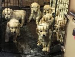 Gorgeous Golden Retriever Puppies for sale