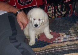 Goldon retriever puppies need a forever home.