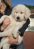 Male and Female Golden Retriever Puppies ready to go to any loving and