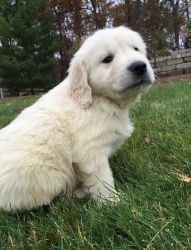 Home trained/Potty Trained Golden Retriever Puppies