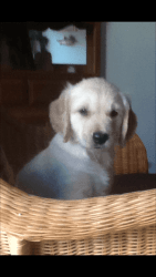 AKC Registered Golden Retriever Puppies for sale Central MN area