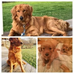 AKC registered Golden Retriever Puppies