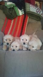 akc golden retriever puppies for sale- light golden/creme