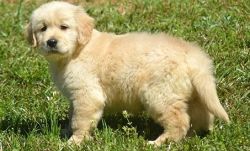 Top quality AKC Golden Retriever puppies