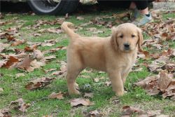 Purebred Golden Retriever Puppies Available