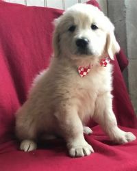 Awesome Golden Retriever Puppies Ready