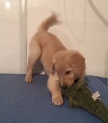 Cute Golden Retriever puppies available now