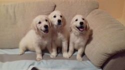 Kc Registered Beautiful Golden Retriever Puppies