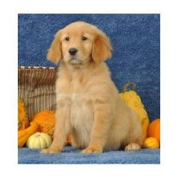 Adorable Golden Retriever puppies available
