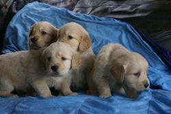 fhg Golden Rretriever Puppies for sale