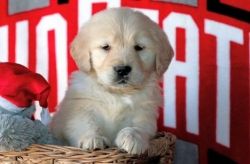 Lovely Golden Retriever puppies for Sale