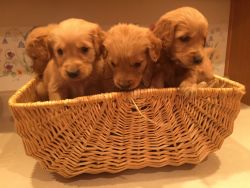 Golden Retriever Pups Ready for New Homes