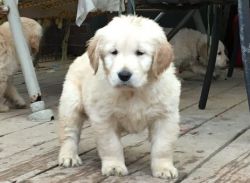 Trained Golden Retriever puppies available